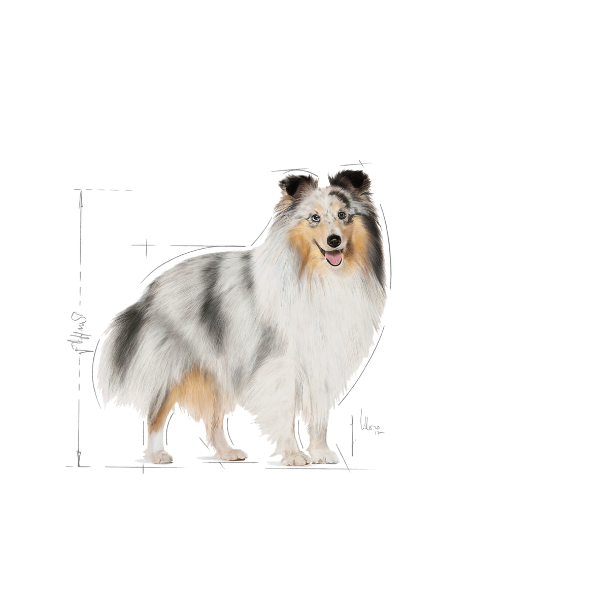 Royal Canin Coat Care våtfoder paté 12 x 85 g för hundar