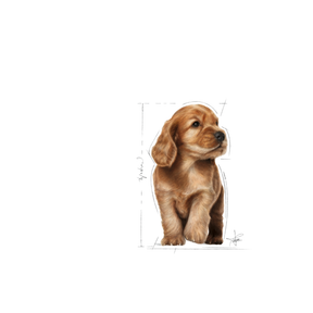 Royal Canin Cocker Puppy för valpar 3 kg