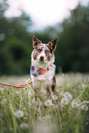 Woolly Wolf Color Block Martingale Hundhalsband