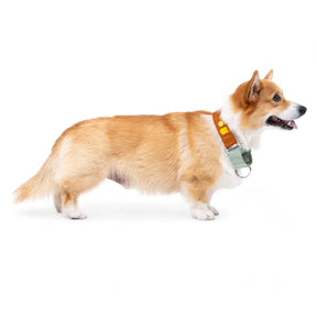 Woolly Wolf Color Block Martingale Hundhalsband