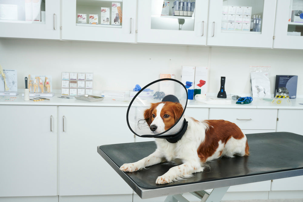 Buster Complete Protective Collar 7.5 cm