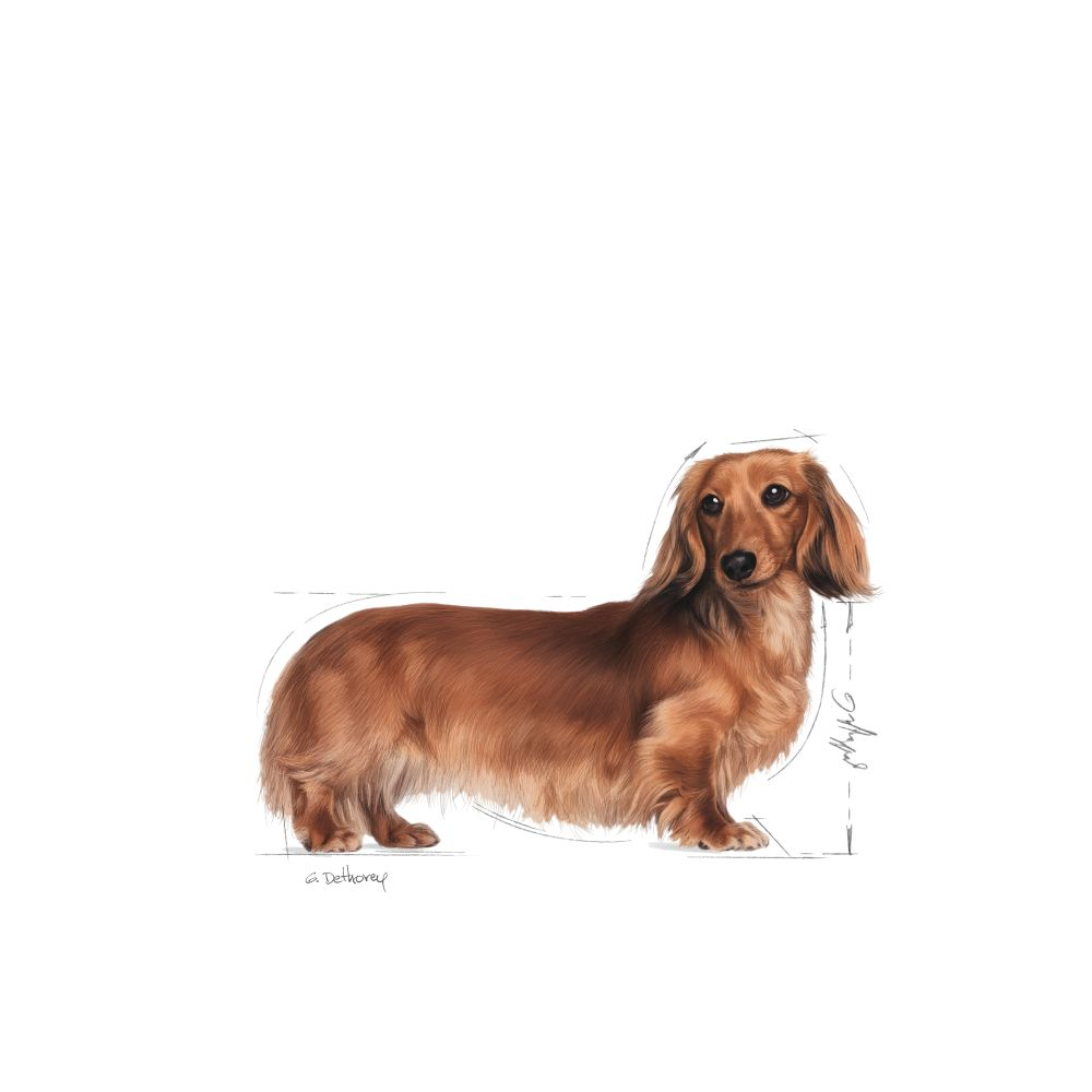 Royal Canin Dachshund Adult våtfoder 12 x 85 g för hundar