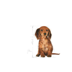 Royal Canin Dachshund Puppy för valpar 1,5 kg
