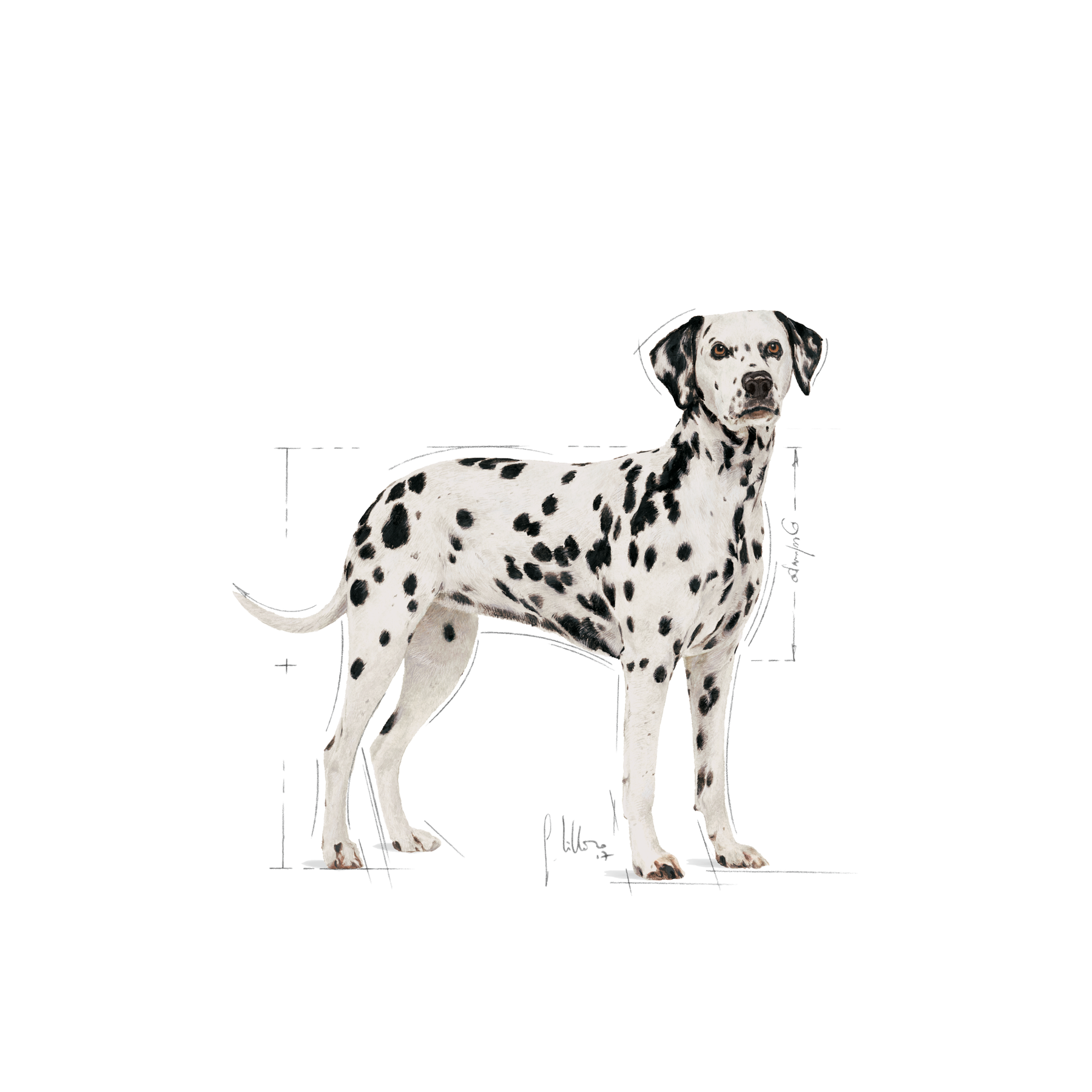 Royal Canin Dalmatian Adult torrfoder för hundar 12 kg