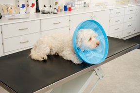 Buster Soft Flex Collar 7.5 cm