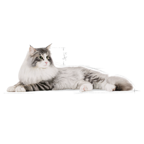 Royal Canin Norwegian Forest Cat Adult dry cat food 10 kg