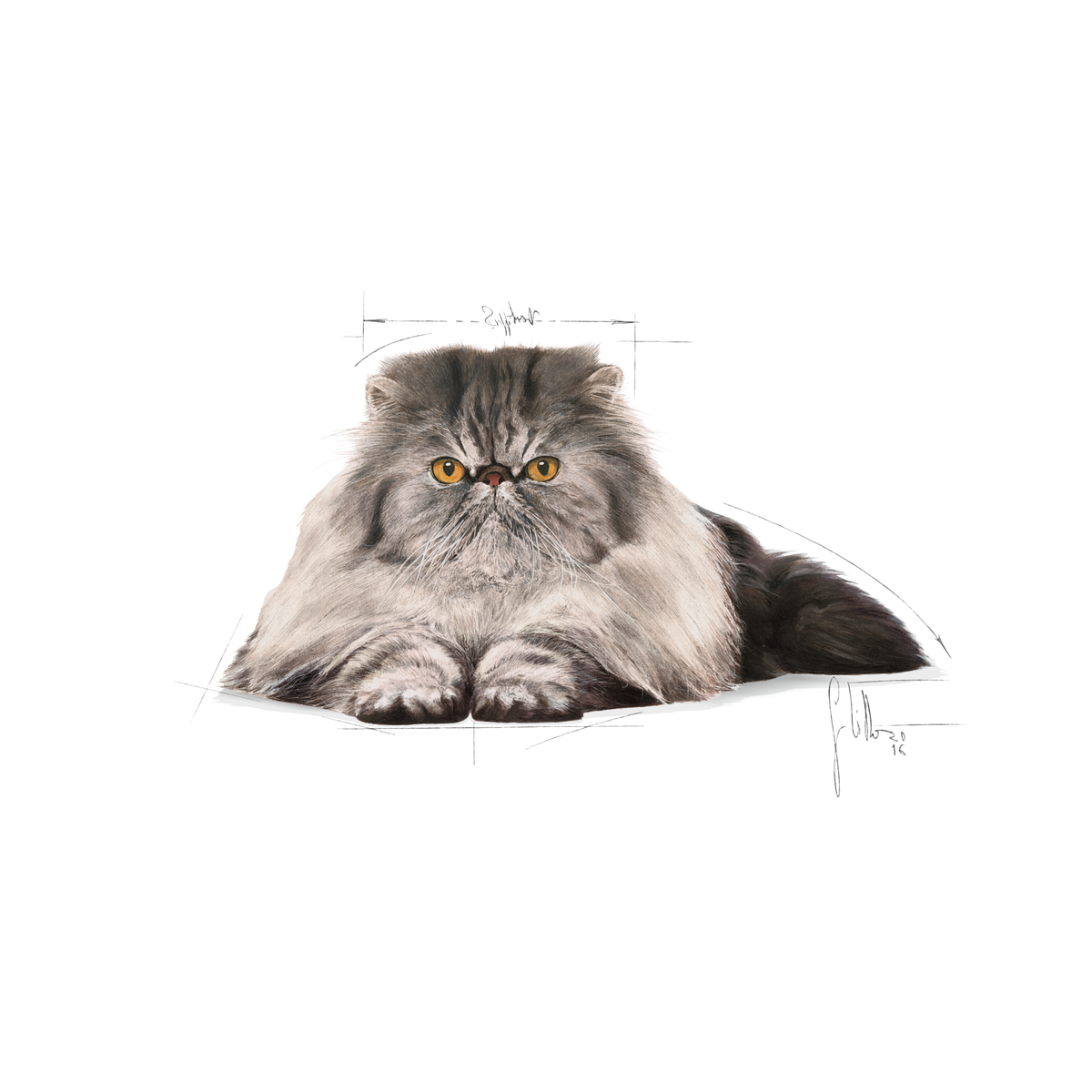 Royal Canin Persian Adult 400 g för katter