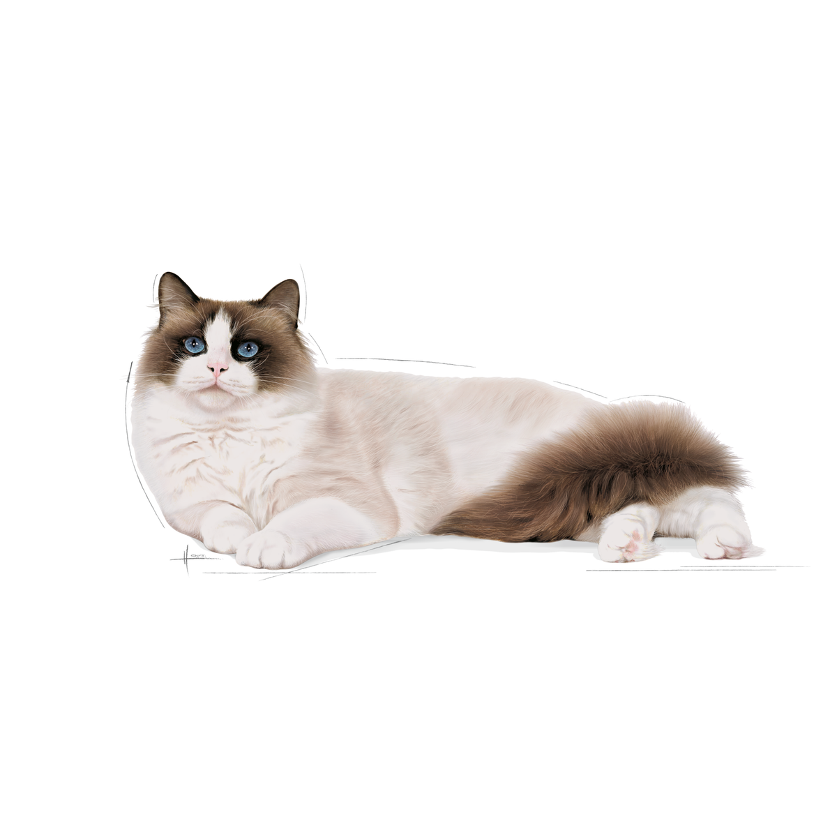 Royal Canin Ragdoll Adult 2 kg för katter