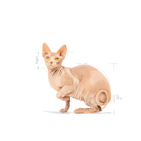 Royal Canin Sphynx Adult torrfoder för katter 2 kg