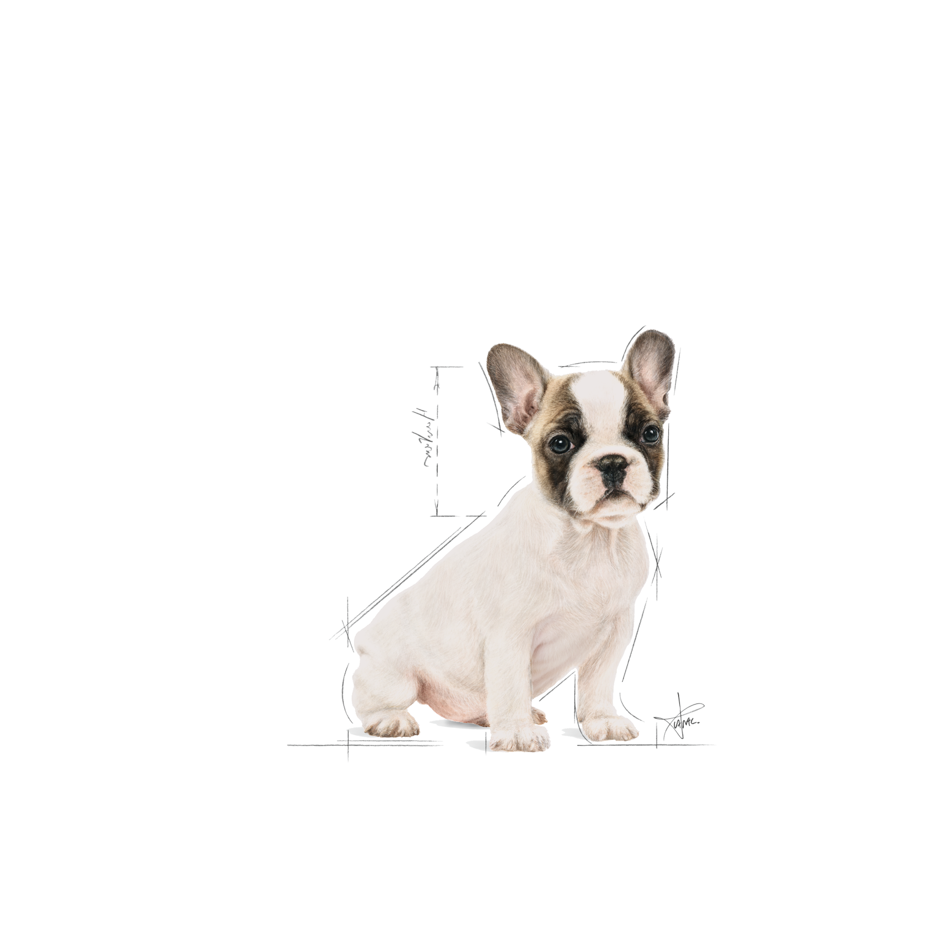 Royal Canin French Bulldog Puppy för valpar 3 kg