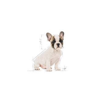 Royal Canin French Bulldog Puppy för valpar 3 kg