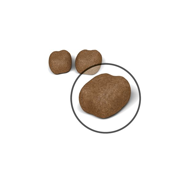 Royal Canin Dental Care torrfoder 400 g för katter