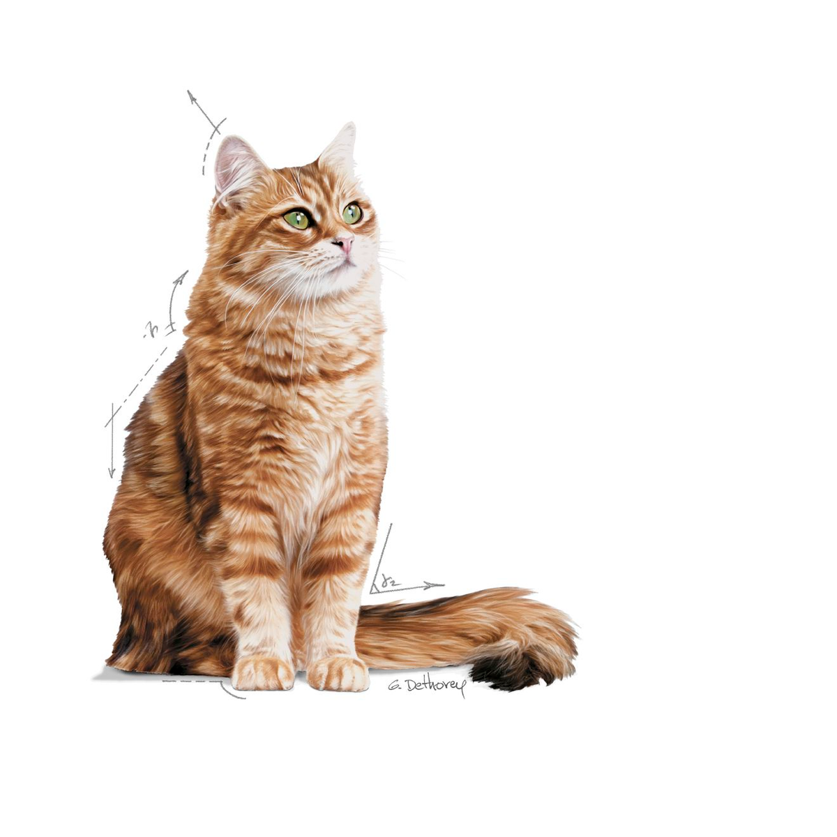 Royal Canin Digestive Care torrfoder 400 g för katter