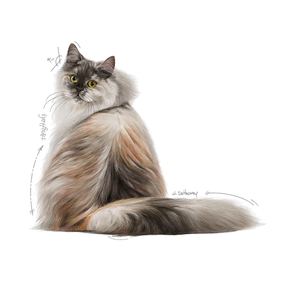 Royal Canin Hair & Skin Care Adult torrfoder för katt 10 kg