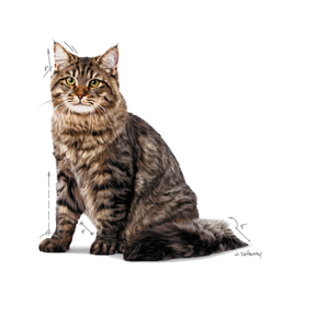 Royal Canin Urinary Care Gravy Adult wet food for cats 12x85 g