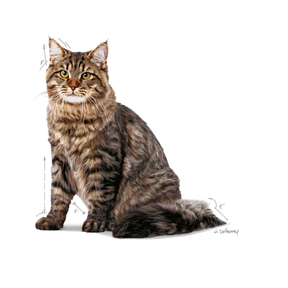 Royal Canin Urinary Care Adult torrfoder för Katt 400 g