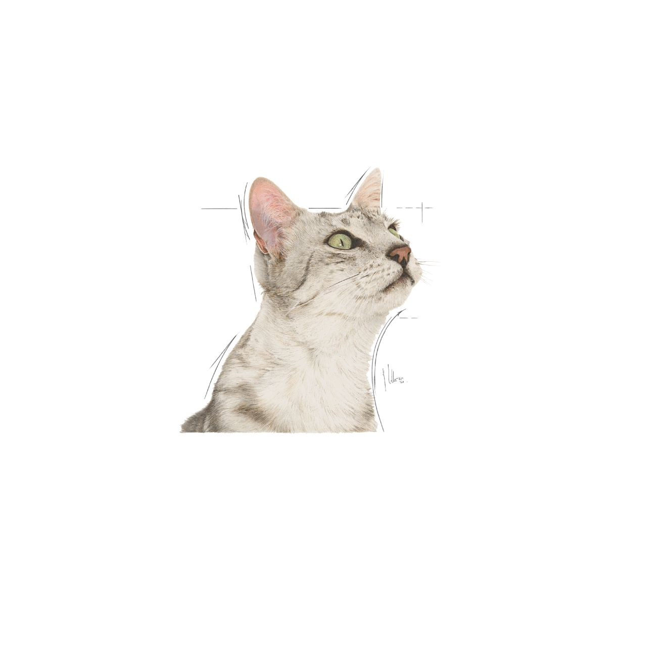 Royal Canin Sensory Smell Gravy katt 12 x 85 g