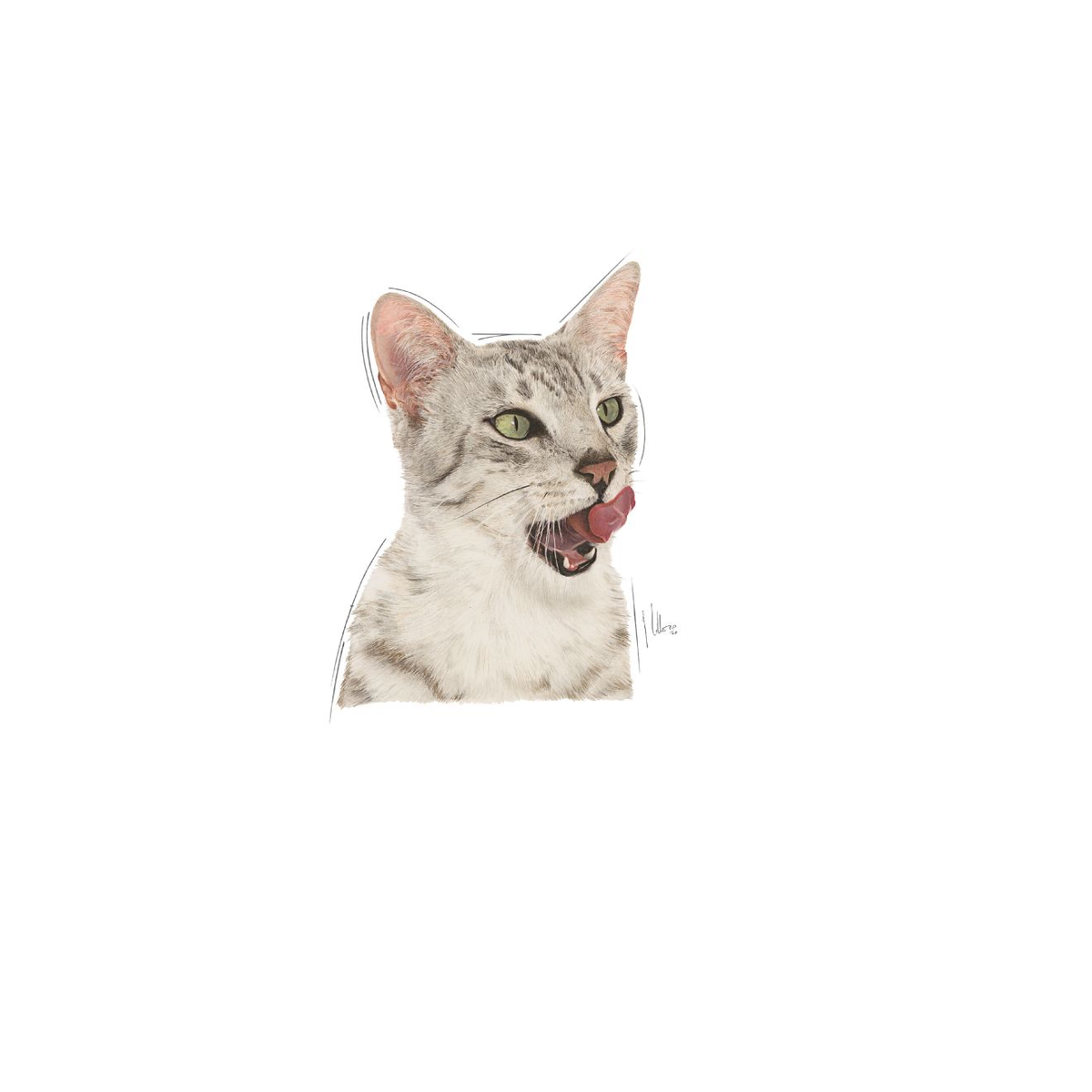 Royal Canin Sensory Taste Gravy katt 12 x 85 g