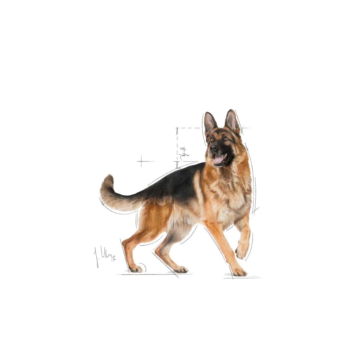 Royal Canin German Shepherd Adult torrfoder 11 kg för hundar