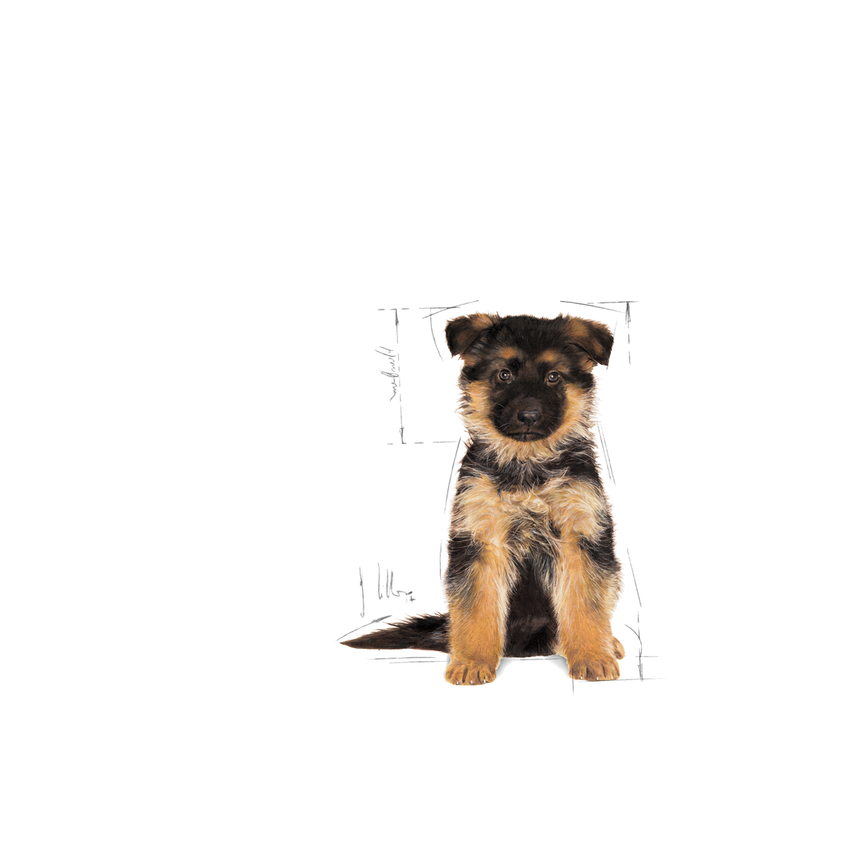 Royal Canin German Shepherd Puppy torrfoder 12 kg för hundar