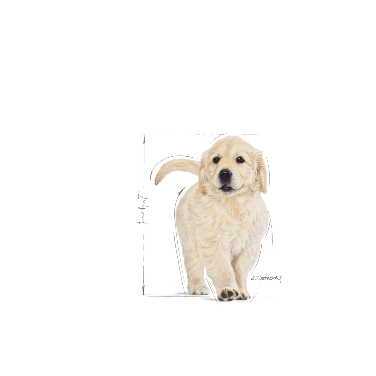 Royal Canin Golden Retriever Puppy dry food for puppies 12 kg