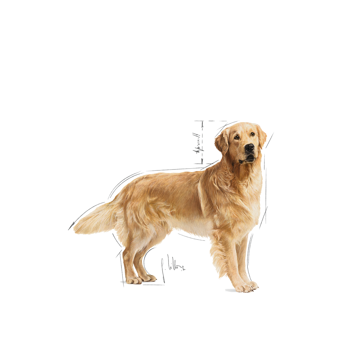 Royal Canin Golden Retriever Adult torrfoder 12 kg för hundar