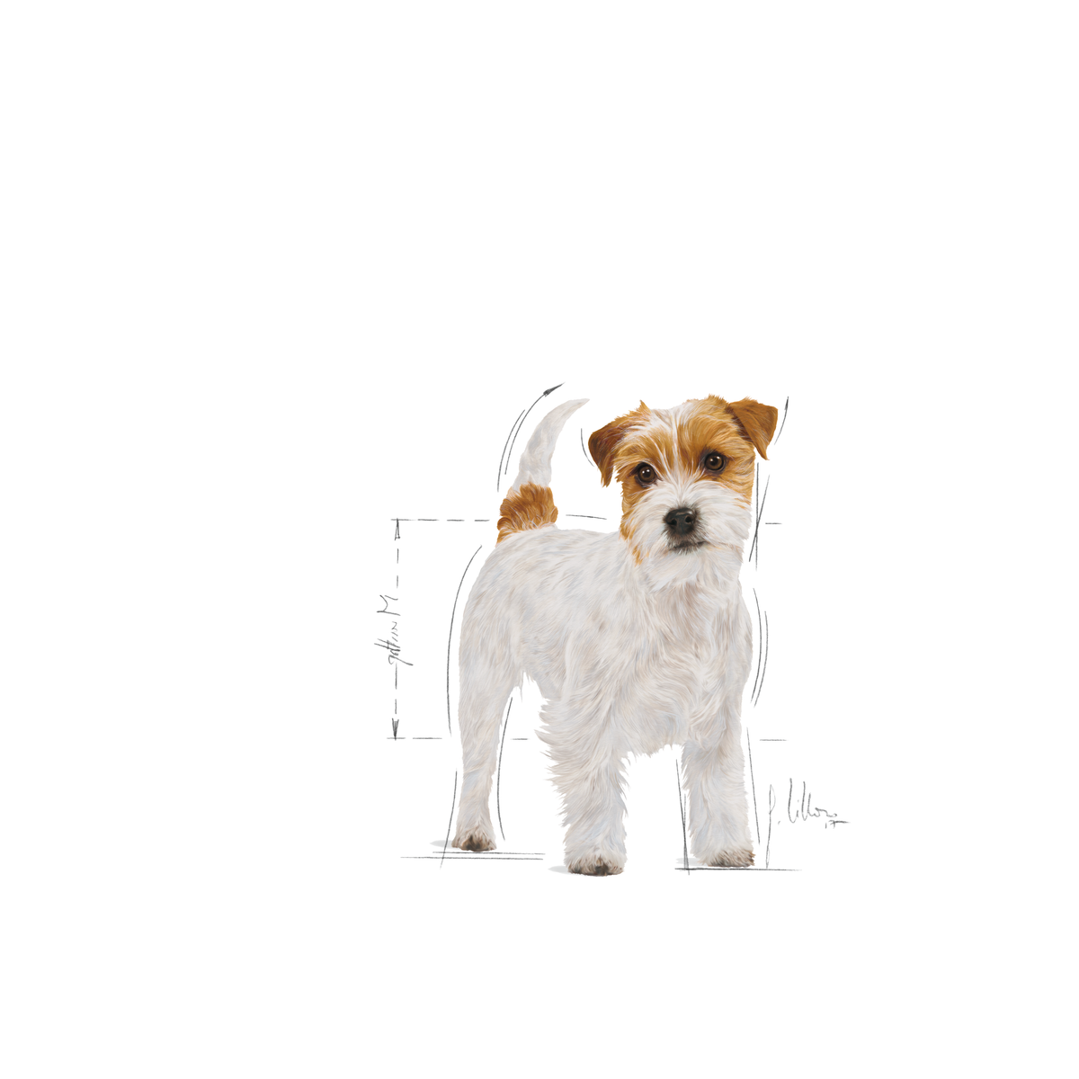 Royal Canin Jack Russell Adult torrfoder 1,5 kg