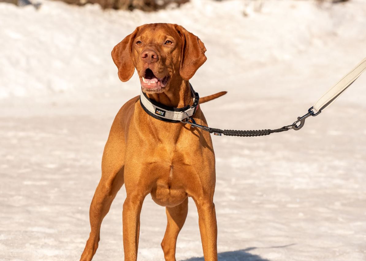 Rukka Bliss Dog Leash Extension Black L