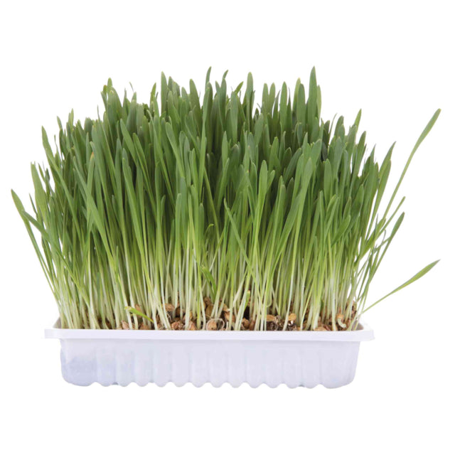 Trixie Cat Grass 100 g