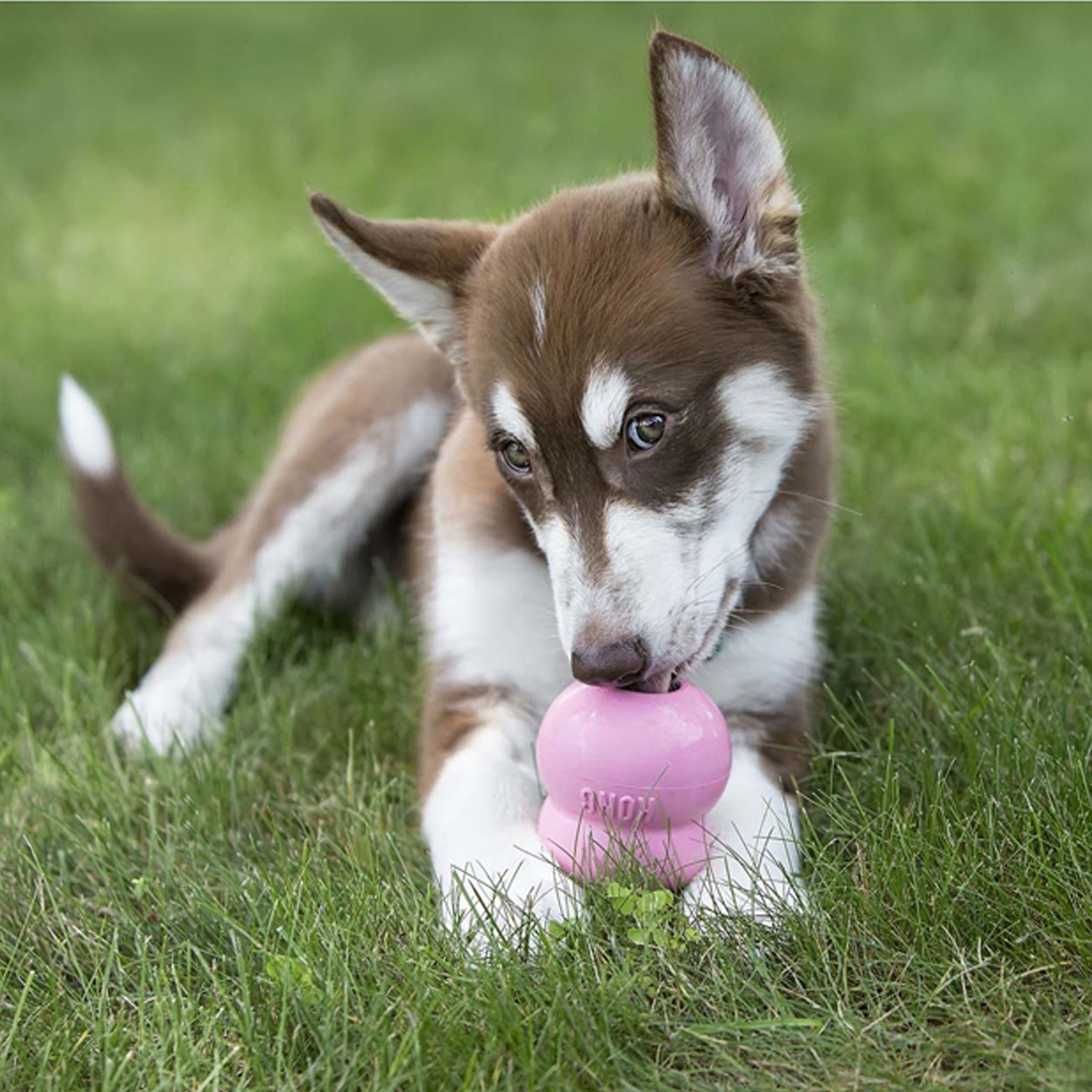 KONG Puppy Easy Treat 236 ml för valpar