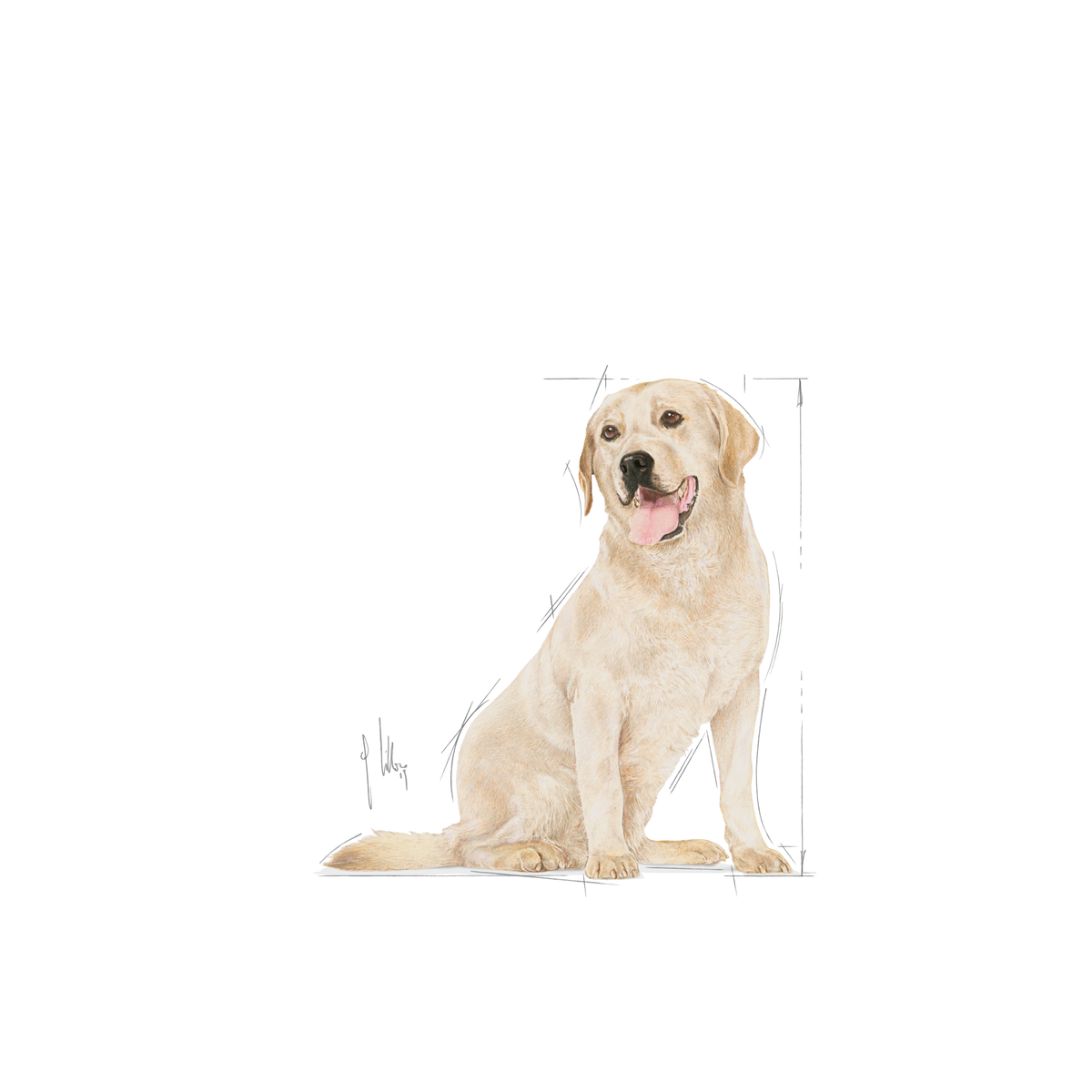 Royal Canin Labrador Retriever Adult 5+ dry dog food 12 kg