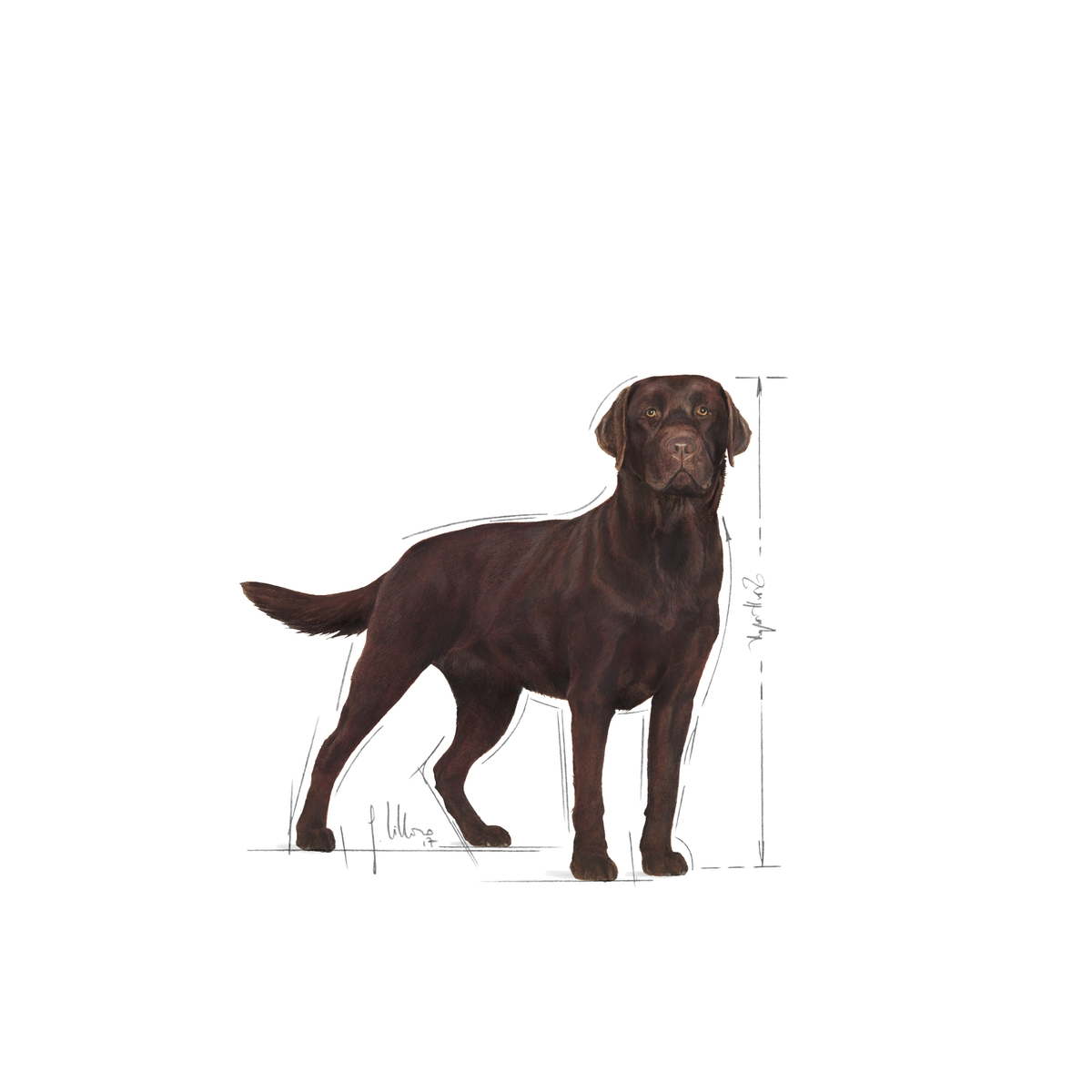 Royal Canin Labrador Retriever Sterilized Adult dry dog food 12 kg