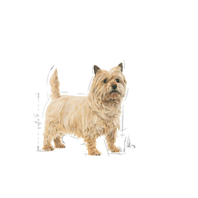 Royal Canin Light Weight Care 12 x 85 g för hundar