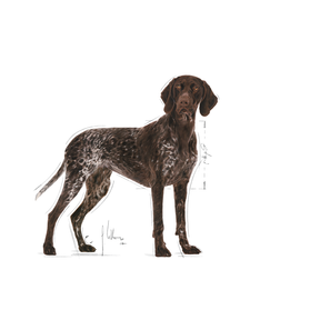 Royal Canin Digestive Care Maxi Torrfoder Hund 12 kg