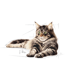 Royal Canin Maine Coon Adult 12 x 85 g för katter