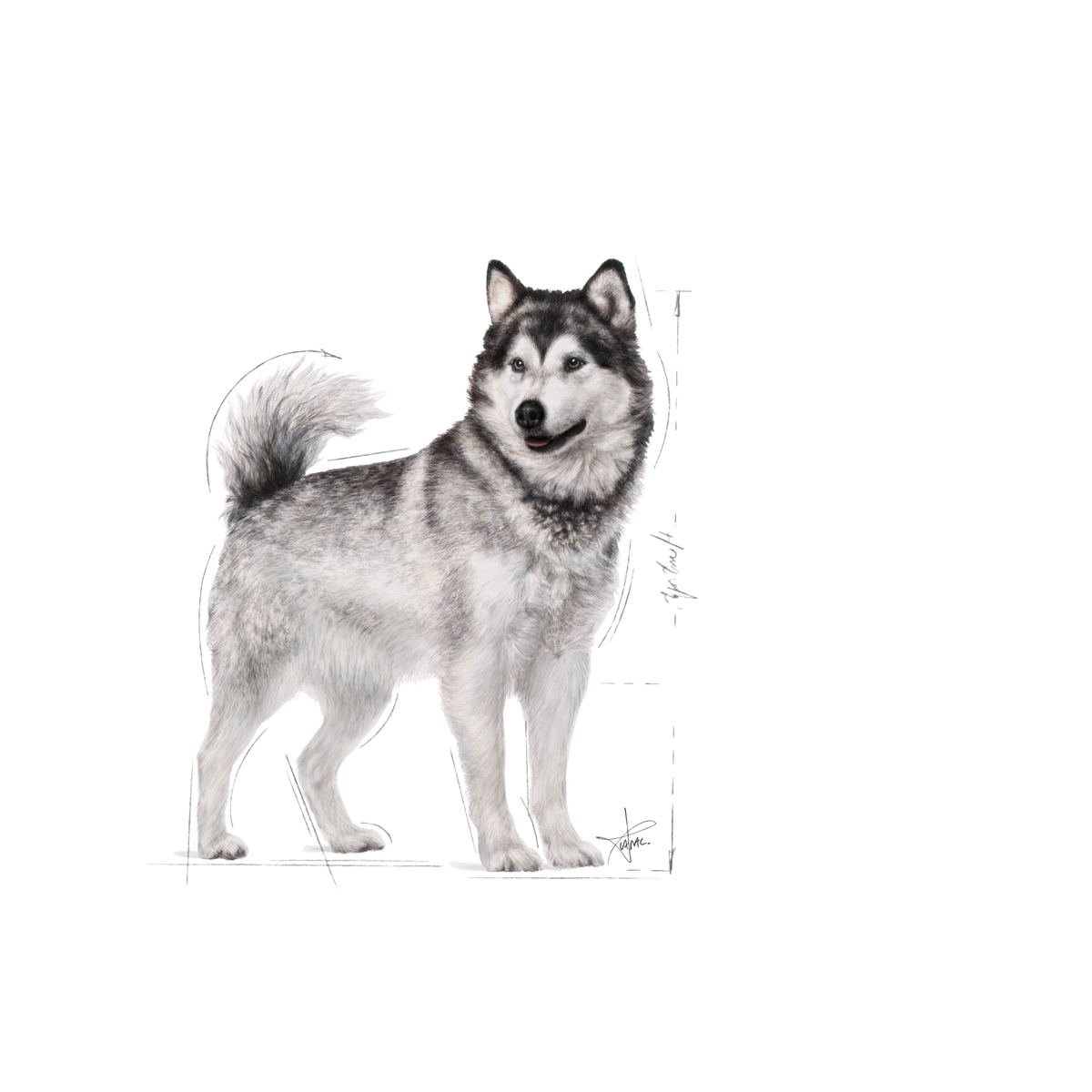Royal Canin Joint Care Maxi Adult dry food for dogs 10 kg