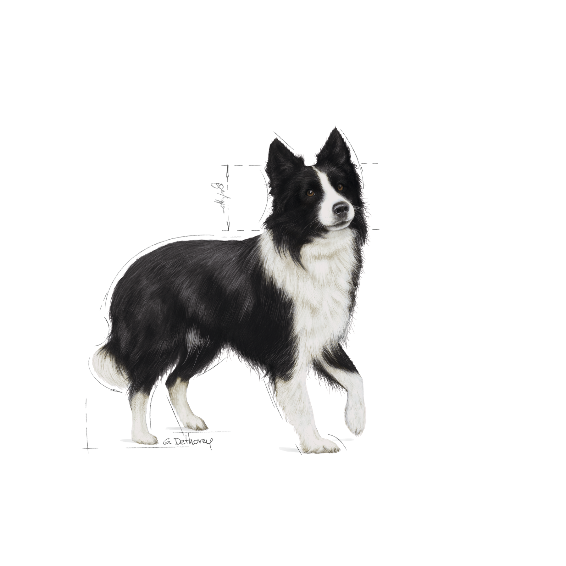 Royal Canin Digestive Care Medium torrfoder 3 kg för hundar