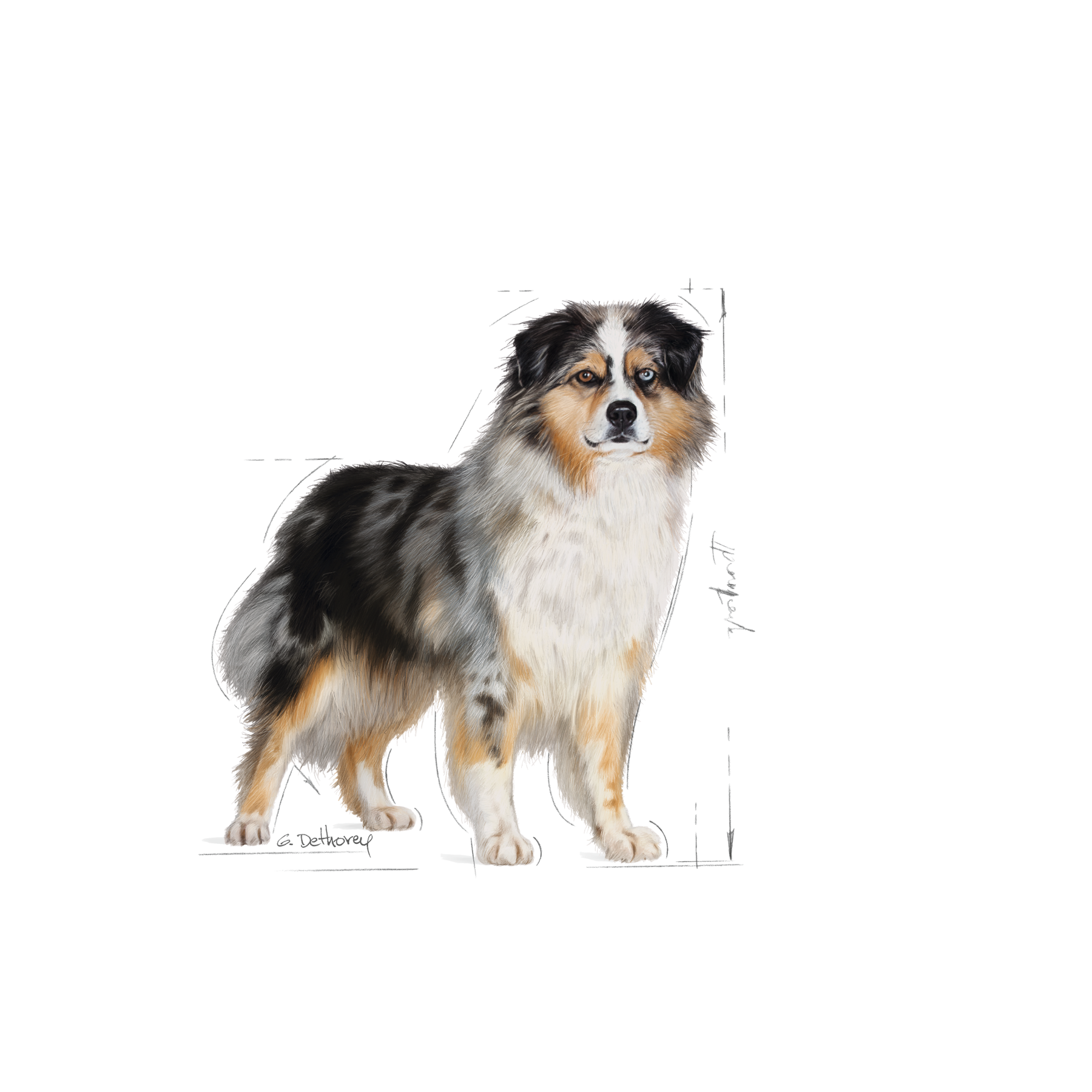 Royal Canin Sterilised Medium för hundar 3 kg