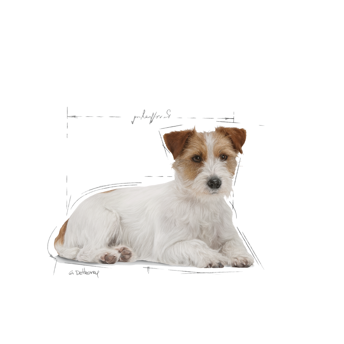 Royal Canin Mini Ageing 12+ dry food for dogs 1,5 kg