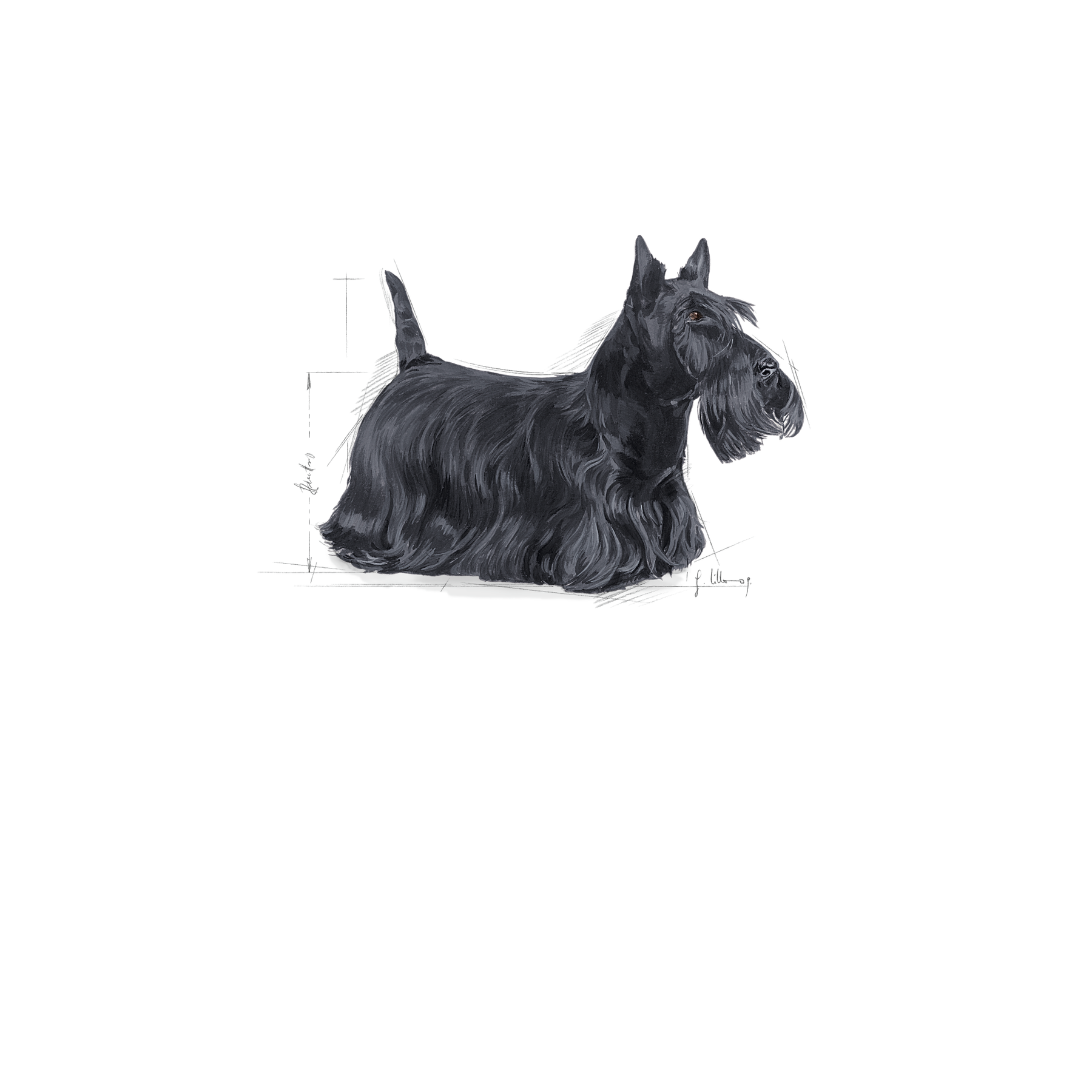 Royal Canin Dermacomfort Mini torrfoder för hund 3 kg