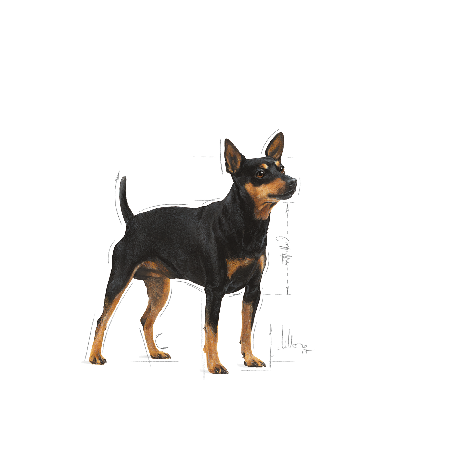 Royal Canin Digestive Care Mini torrfoder för hund 8 kg