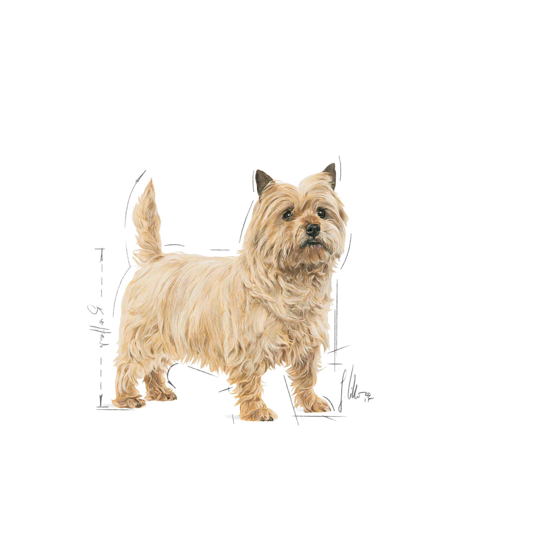 Royal Canin Light Weight Care Mini 8 kg för hundar