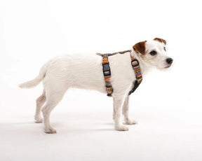 Woolly Wolf Nightless Night Dog Harness