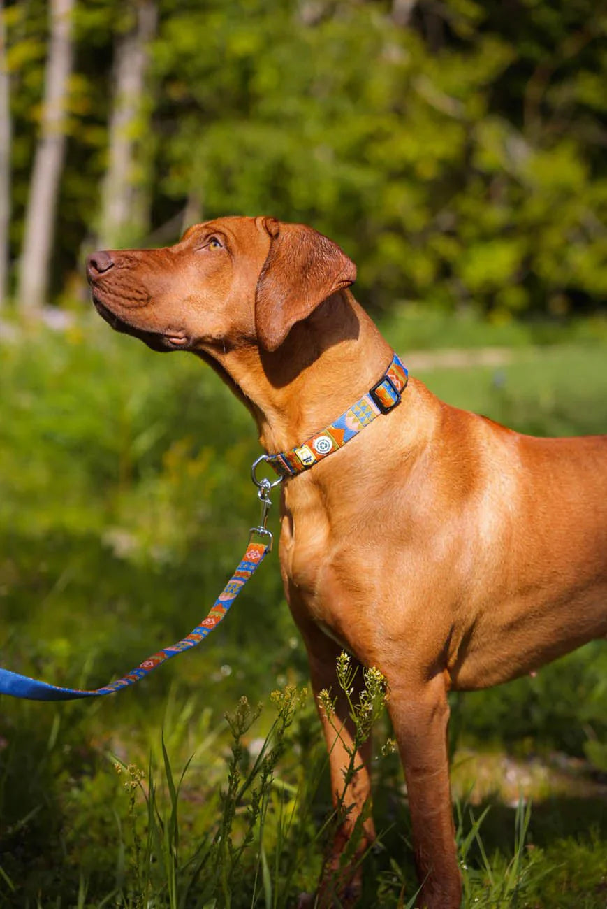 Woolly Wolf Nightless Night Dog Leash