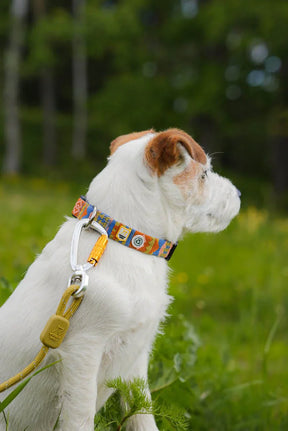 Woolly Wolf Nightless Night Halsband för Hund