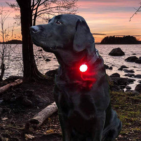 Orbiloc Dog Dual säkerhetslampa röd