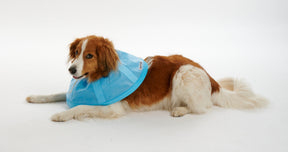 Buster Soft Flex Collar 7.5 cm