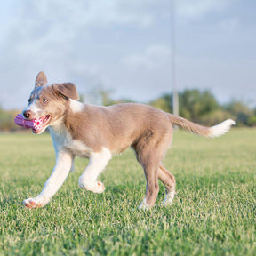 KONG Puppy Teething Stick S för valpar