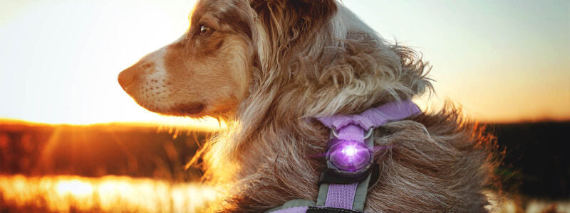 Orbiloc Dog Dual säkerhetslampa