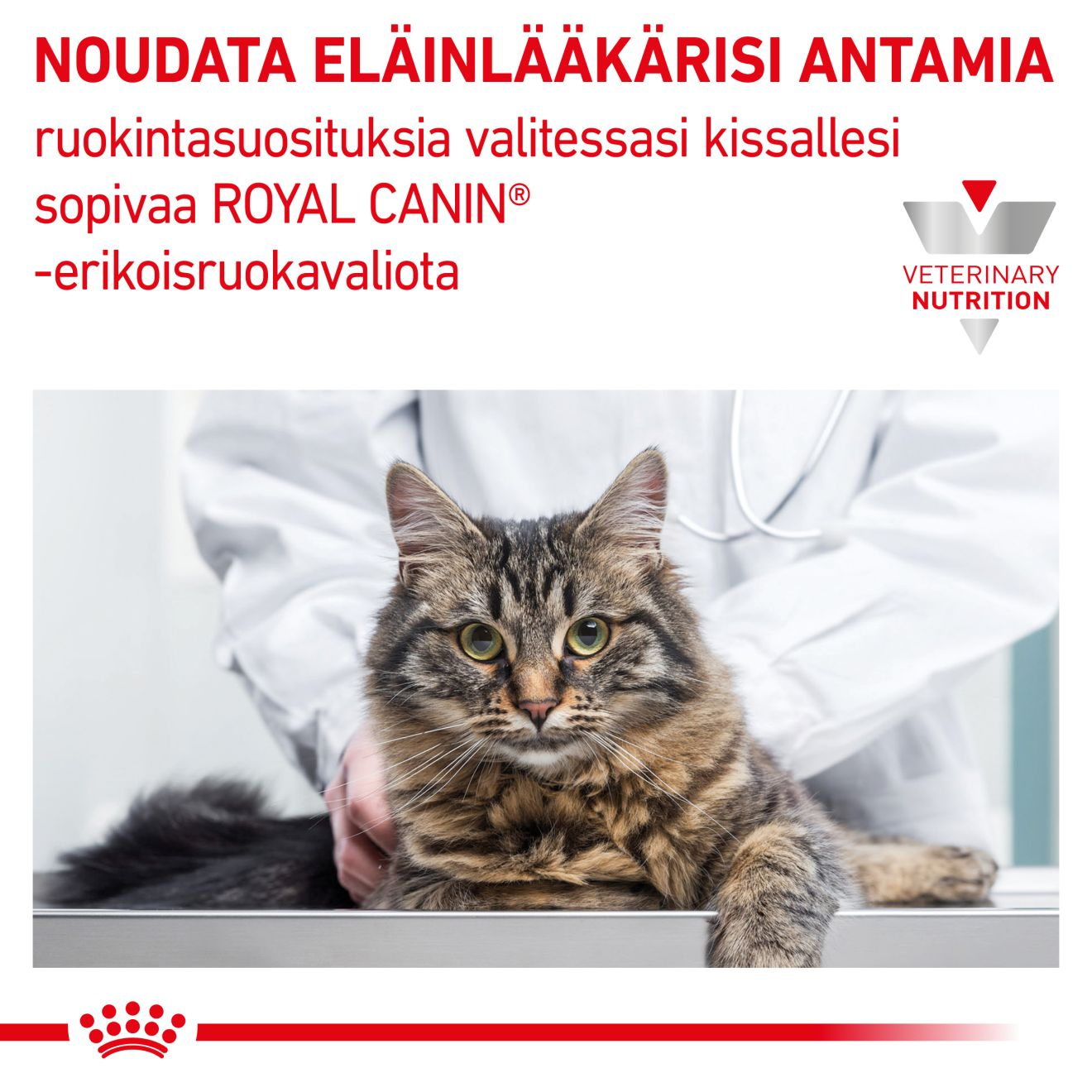 Royal Canin Veterinary Diets Renal Special dry food for cats